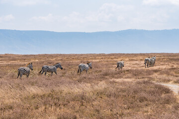 タンザニアのンゴロンゴロ保全地域のシマウマ