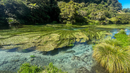 Waihou River. Blue Springs  Putararu,  which supplies around 70 per cent of New Zealand's bottled water. The weed is under water showing just how clear and clean the water is