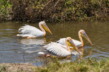 タンザニアのンゴロンゴロ保全地域のペリカン