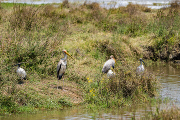 タンザニアのンゴロンゴロ保全地域のペリカン