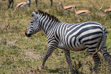 タンザニアのンゴロンゴロ保全地域のシマウマ