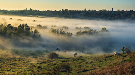 Cow on autumn morning pasture. Morning fog in the meadow with cows in the foreground. Autumn sunrise. Nature of Ukraine

