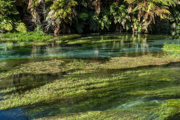 Waihou River. Blue Springs  Putararu,  which supplies around 70 per cent of New Zealand's bottled water. The weed is under water showing just how clear and clean the water is