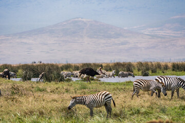 Fototapeta premium タンザニアのンゴロンゴロ保全地域のシマウマ