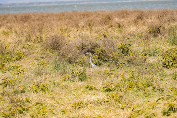 タンザニアのンゴロンゴロ保全地域の鳥