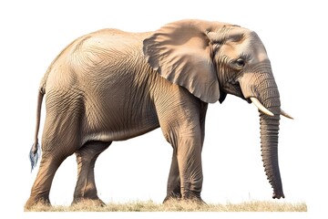 Fototapeta premium Elephant Isolated on White Background.