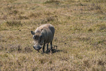 タンザニアのンゴロンゴロ保全地域のイボイノシシ