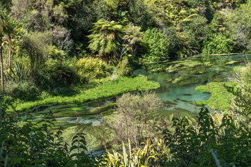 Waihou River. Blue Springs  Putararu,  which supplies around 70 per cent of New Zealand's bottled water. The weed is under water showing just how clear and clean the water is