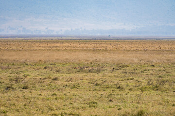 Obraz premium タンザニアのンゴロンゴロ保全地域のライオン