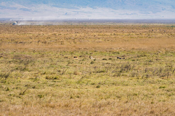 タンザニアのンゴロンゴロ保全地域のライオン