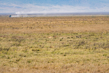 Obraz premium タンザニアのンゴロンゴロ保全地域のライオン