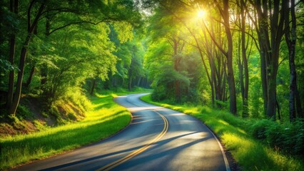 Obraz premium Sunlit Winding Road Through Lush Green Forest Canopy