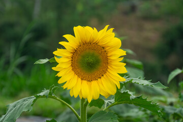 Beautiful sunflowers blooming in field