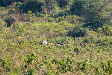 タンザニアのンゴロンゴロ保全地域のインパラ