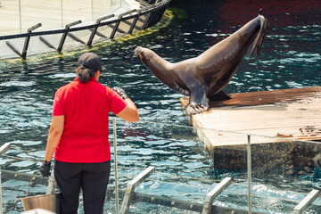 Training of a seal