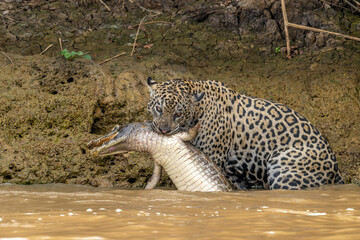 Jaguar walking in the river with slain Caiman