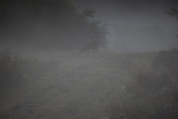 Deer in fog