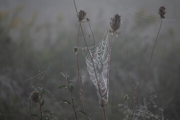 Web in the morning dew