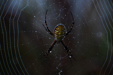 spider on web