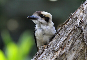 Juvenile Laughing Kookaburra bird sitting on a tree trunk