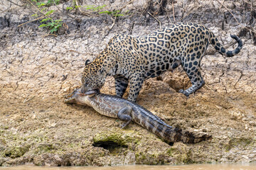 Jaguar on a riverbank with slain caiman