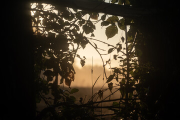 sunset in the forest