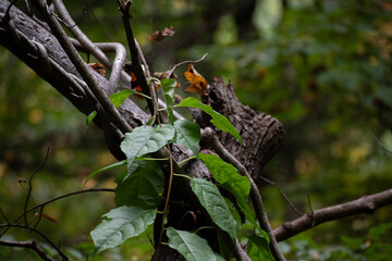 Vine wrapping branch