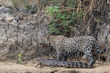 Jaguar on a riverbank with slain caiman