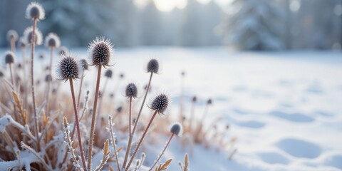Frost-Kissed Winter Flora Delicate Thistle-like Plants Adorned with Icy Crystals in a Snowy Landscape