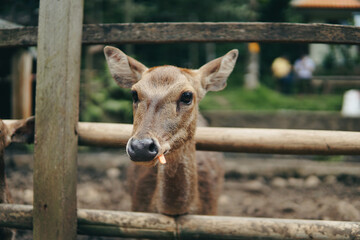 Deer in captivity are fed carrots by a small child. Taman Hutan Raya, Bandung, West Java, Indonesia