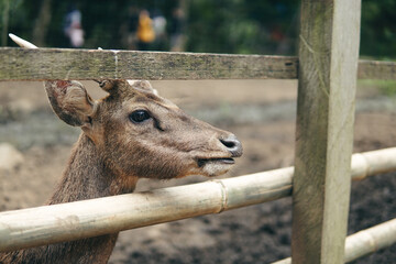 Deer in captivity are fed carrots by a small child. Taman Hutan Raya, Bandung, West Java, Indonesia