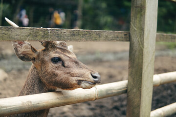 Deer in captivity are fed carrots by a small child. Taman Hutan Raya, Bandung, West Java, Indonesia