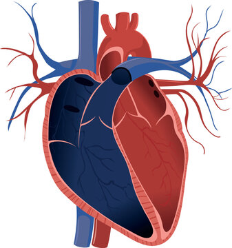 Anatomy of the human heart. Human heart inside. Cardiac veins and venules