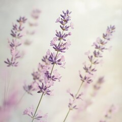 Obraz premium A bunch of purple flowers with a white background