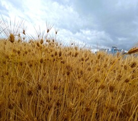 Fototapeta premium DCIM\100GOPRO\GOPR0685.JPG