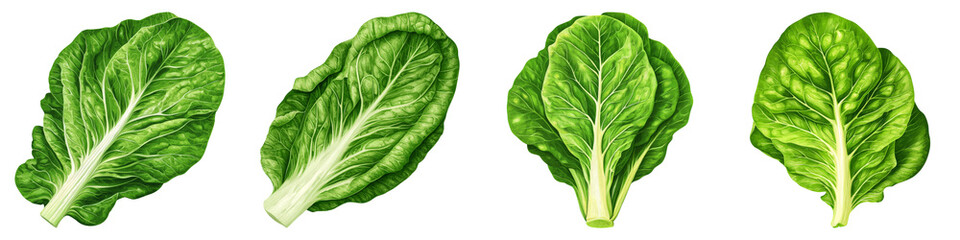 Fototapeta premium Fresh lettuce leaf concept. Fresh green lettuce leaves displayed in a row against on Transparent background.