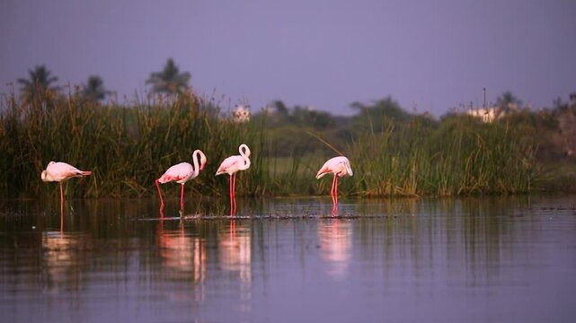 Greater Flamingos waded gracefully through the shallow waters of Bhigwan Lake Sanctuary along the Bima River coast, elegantly walking and searching for food, their vibrant pink plumage contrasting bea