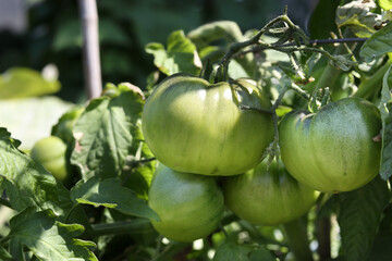 Unripe large tomato in front of lush defocused garden. Many green tomatoes on branches or twig. Summer garden background. Cherokee Tomato plant. Selective focus.