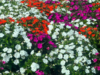 Stop and Smell the Flowers