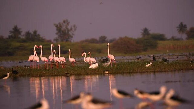 Greater Flamingos waded gracefully through the shallow waters of Bhigwan Lake Sanctuary along the Bima River coast, elegantly walking and searching for food, their vibrant pink plumage contrasting bea