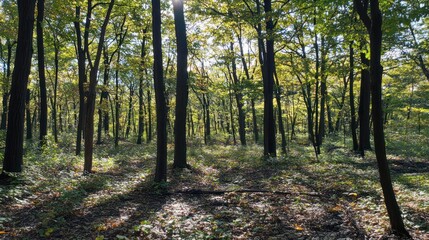 Naklejka premium A serene forest scene with sunlight filtering through the trees