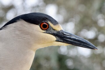 black crowned night heron bird close up eye