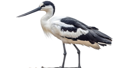 blue heron isolated on white background