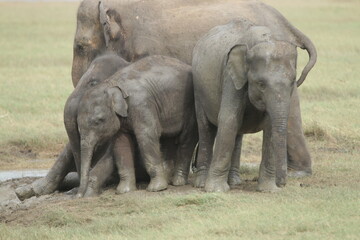 Naklejka premium Elephants in Kadulla National Park, Sri Lanka 
