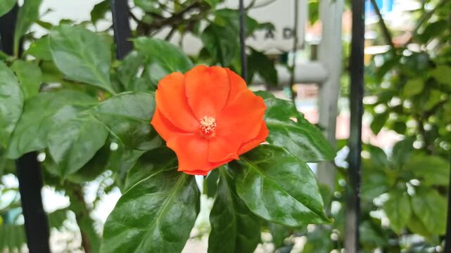 Pereskia bleo in the garden