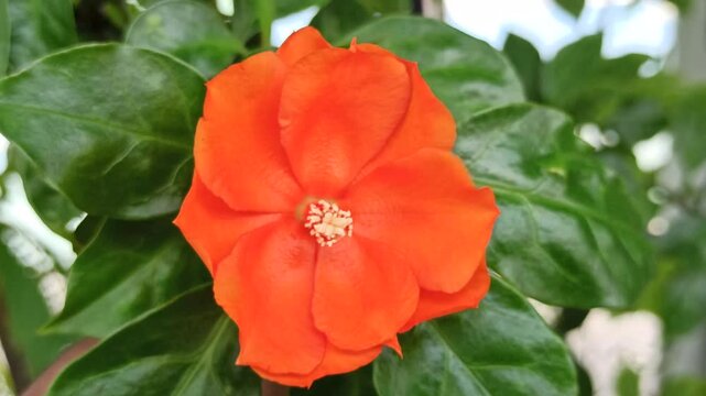 Pereskia bleo in the garden