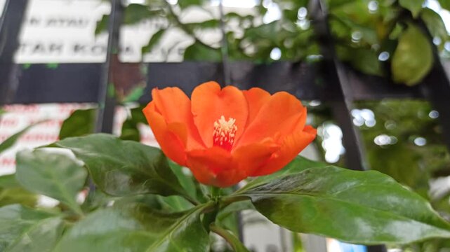 Pereskia bleo in the garden