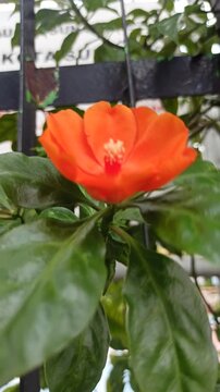 Pereskia bleo in the garden