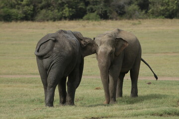 Sri Lankan Elephants in the Wild, Kadulla National Park