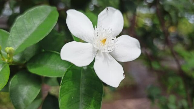 Wrightia antidysenterica in the garden